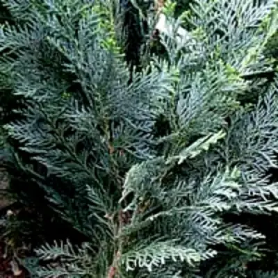 Кипарисовик ДАРТС БЛЮ РИББОН лавсона в Осиповичах