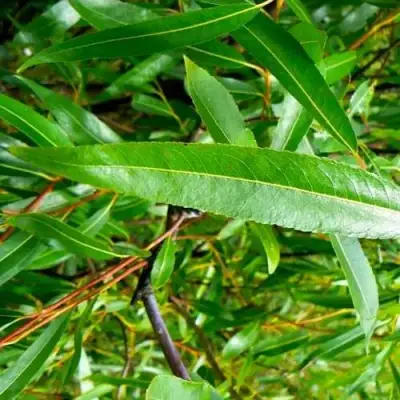 Ива ломкая  в Осиповичах