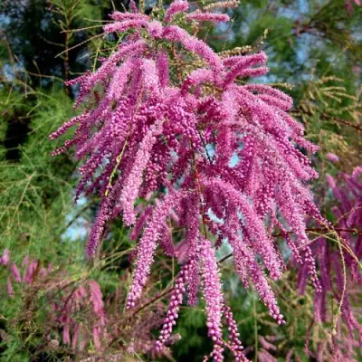 Тамарикс ПИНК КАСКАД в Осиповичах