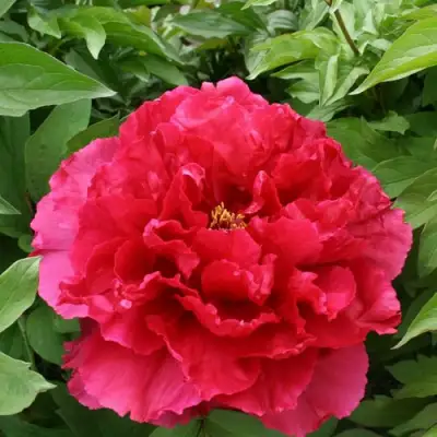 Пион АРОМАТНОЕ ВОСПОМИНАНИЕ древовидный в Осиповичах