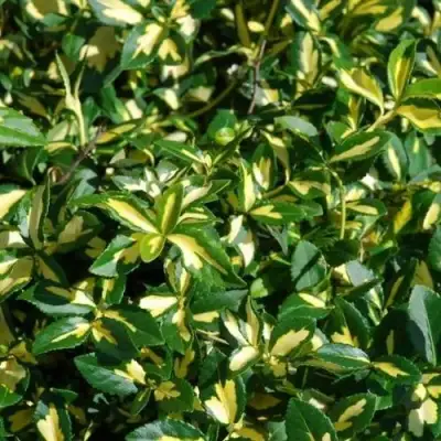 Бересклет САНСПОТ форчуна в Осиповичах