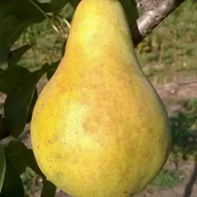 Груша КОНКОРД в Осиповичах