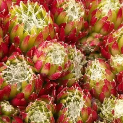 Молодило ХУКЕРА в Осиповичах