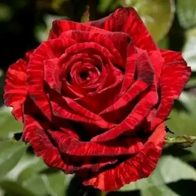 Роза РЕД ИНТУИШН чайно-гибридная в Осиповичах