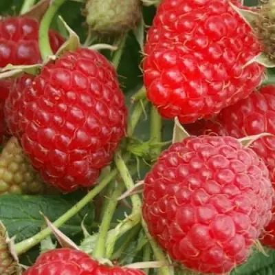 Малина КОЛОКОЛЬЧИК в Осиповичах