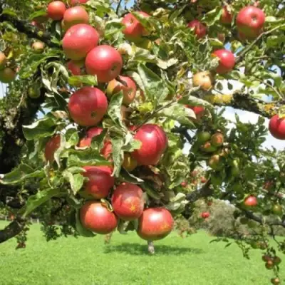 Яблоня ОРЛИК в Осиповичах