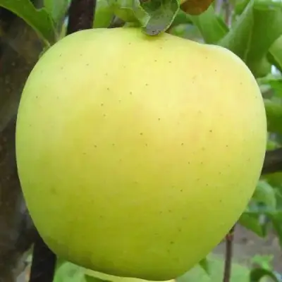 Яблоня ГОЛДЕН ДЕЛИШЕС в Осиповичах