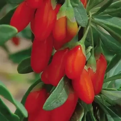 Годжи ВЯЧЕСЛАВ в Осиповичах