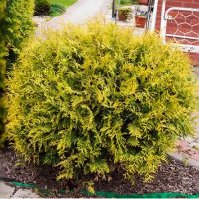 Туя КОЛЛЕРС ГОЛД складчатая в Осиповичах