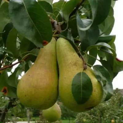 Груша КОНКОРД в Осиповичах
