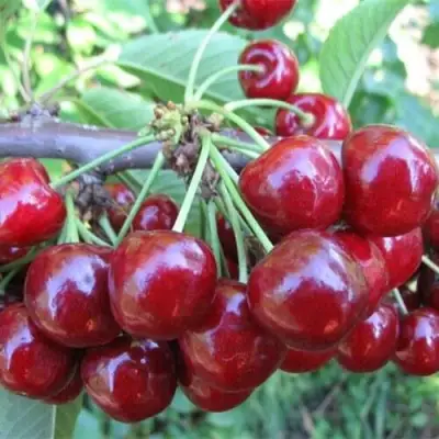 Вишня ДЕСЕРТНАЯ МОРОЗОВОЙ в Осиповичах