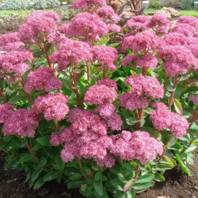 Очиток (седум) КАРЛ видный в Осиповичах