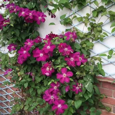 Клематис ЭРНЕСТ МАРКХАМ в Осиповичах