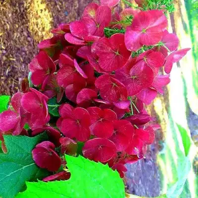 Гортензия АМЕТИСТ дуболистная в Осиповичах