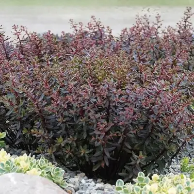 Очиток (седум) САНСПАРКЛЕР ДЖЕЙД ТАФФЕТ в Осиповичах