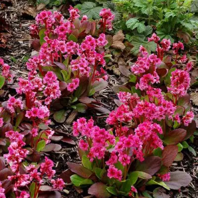 Бадан ФЛИРТ в Осиповичах