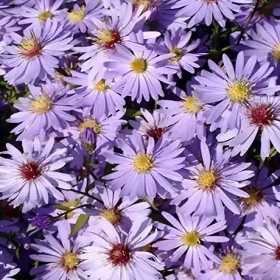 Астра БЛЮ ХЕВЕН сердцелистная в Осиповичах