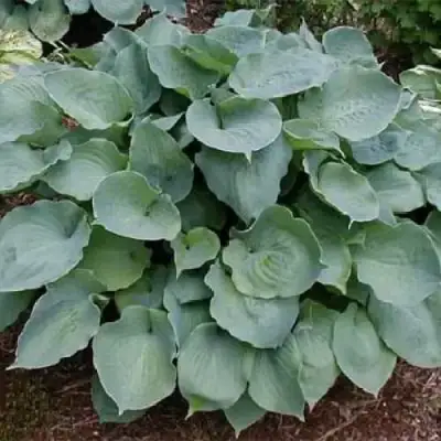 Хоста МУНЛАЙТ СОНАТА гибридная в Осиповичах