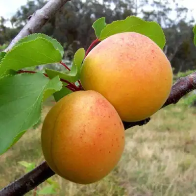 Абрикос ОРЛОВЧАНИН  в Осиповичах