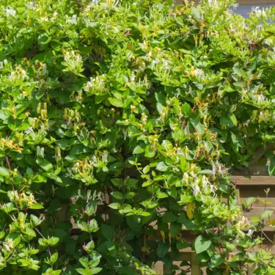 Жимолость ХАЛЛИАНА японская (Хелиана) в Осиповичах