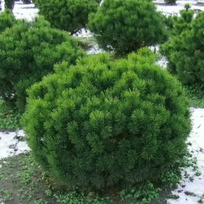 Сосна горная МУГУС в Осиповичах