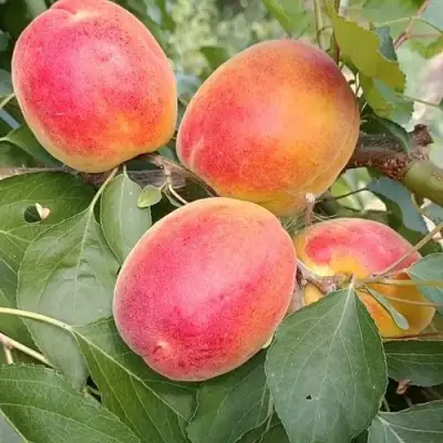 Абрикос ОСОБЕННЫЙ ДЕНИСЮКА в Осиповичах