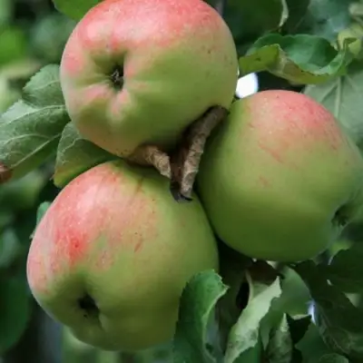 Яблоня УТРО в Осиповичах