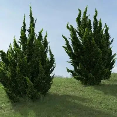 Можжевельник КАЙЗУКА китайский в Осиповичах