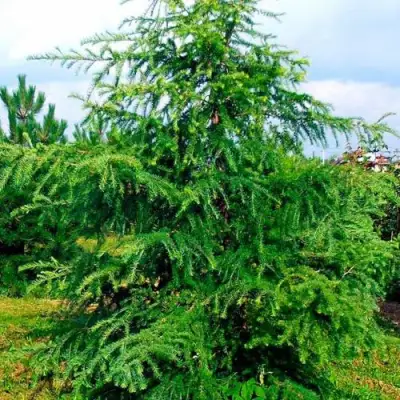 Лиственница европейская в Осиповичах