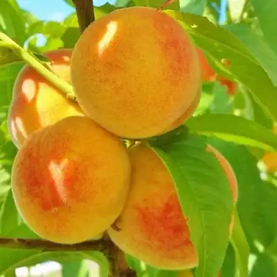 Персик ВЕТЕРАН в Осиповичах