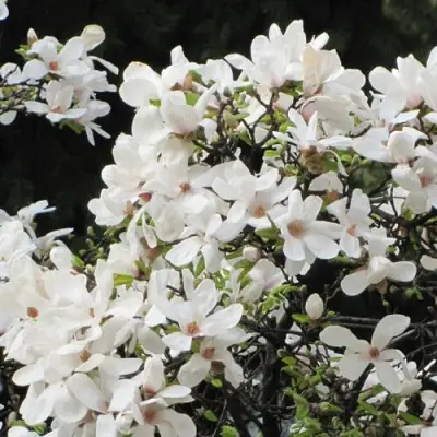 Магнолия КОБУС в Осиповичах