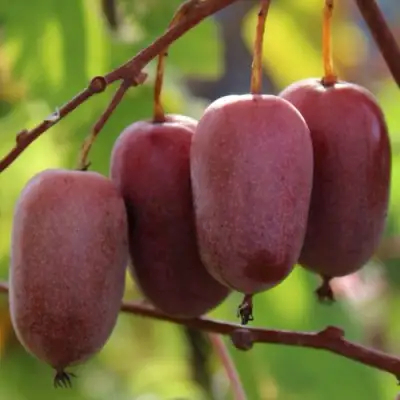 Актинидия ПУРПУРНО САДОВАЯ  аргута в Осиповичах