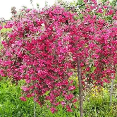 Яблоня КИНГ БЬЮТИ декоративная в Осиповичах