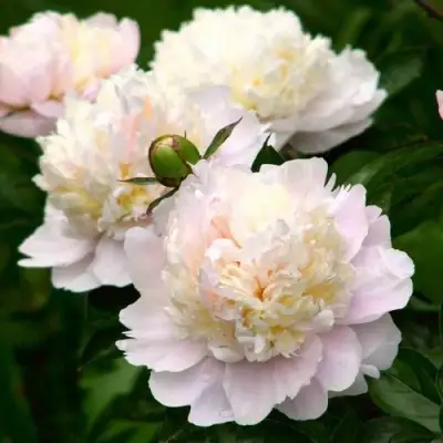 Пион ШИРЛИ ТЕМПЛ травянистый в Осиповичах