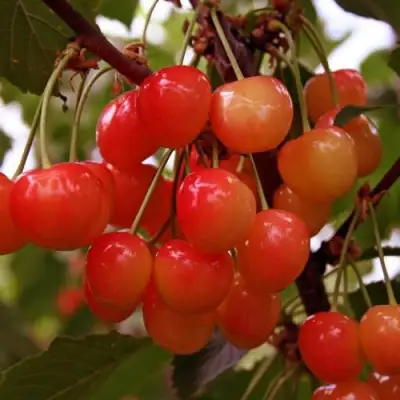 Черешня ФАТЕЖ в Осиповичах