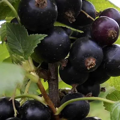 Смородина чёрная НЕСТЕР КОЗИН в Осиповичах