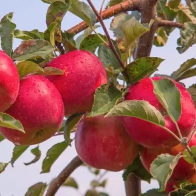 Яблоня РОЖДЕСТВЕНСКОЕ в Осиповичах