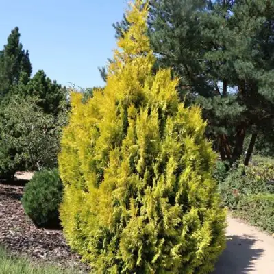 Туя СТОУНХАМ ГОЛД складчатая в Осиповичах