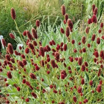 Кровохлебка БИТЛВИНГЗ в Осиповичах