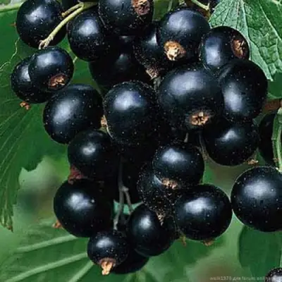 Смородина черная БЕН КОНАН в Осиповичах