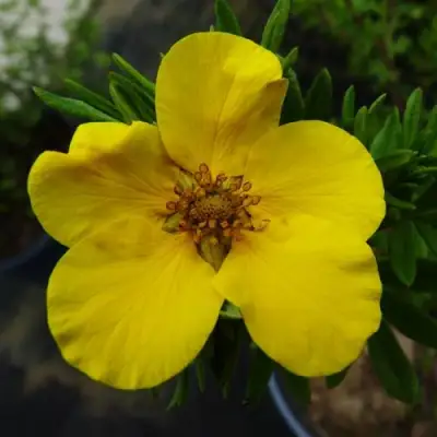 Лапчатка ГОЛДФИНГЕР кустарниковая в Осиповичах