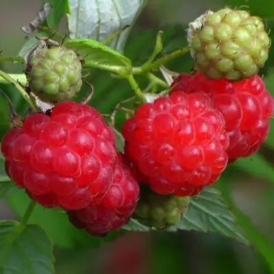 Малина СОЛНЫШКО в Осиповичах