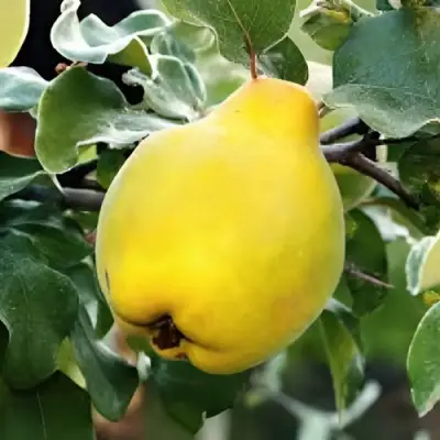 Айва МИР в Осиповичах