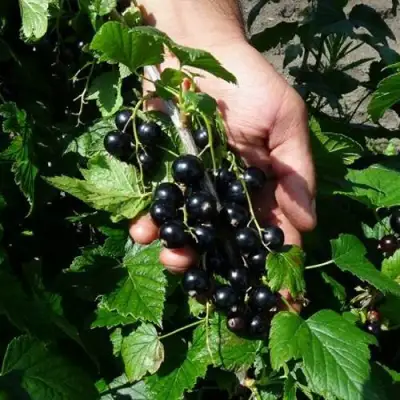 Смородина чёрная СЕЛЕЧЕНСКАЯ в Осиповичах