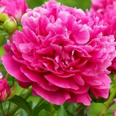 Пион НОЧНЫЕ ГРЕЗЫ древовидный в Осиповичах