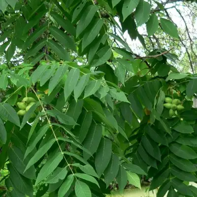 Орех МАНЬЧЖУРСКИЙ в Осиповичах