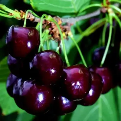 Дюк НОЧКА в Осиповичах