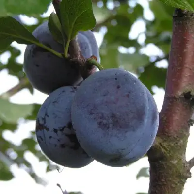 Слива ВЕНГЕРКА БЕЛОРУССКАЯ в Осиповичах