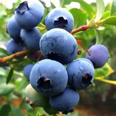 Голубика ДЮК в Осиповичах