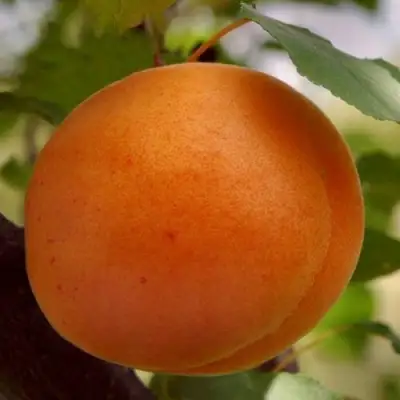 Абрикос ОЛИМП в Осиповичах